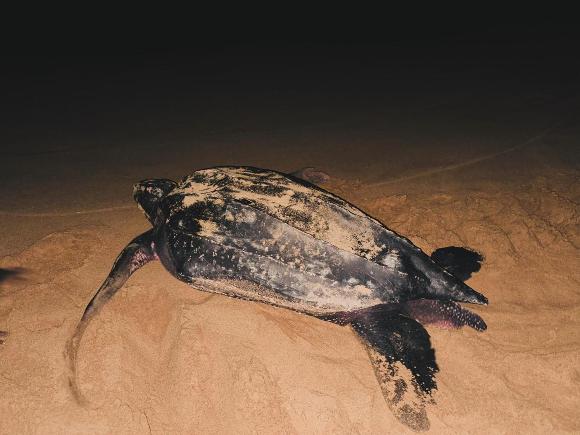 Shine Wave Turtle Beach Tangalle Kültér fotó