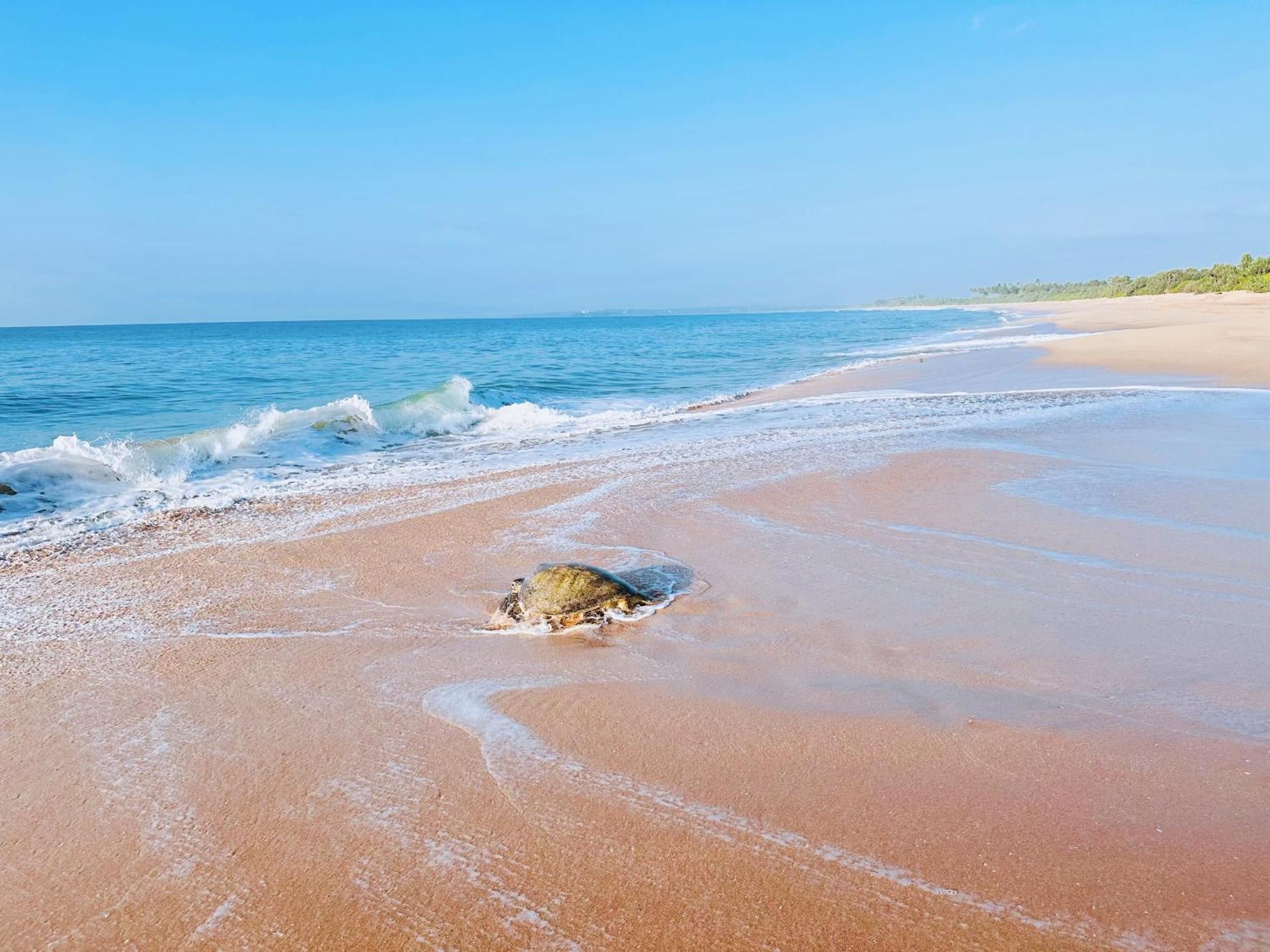 Shine Wave Turtle Beach Tangalle Kültér fotó