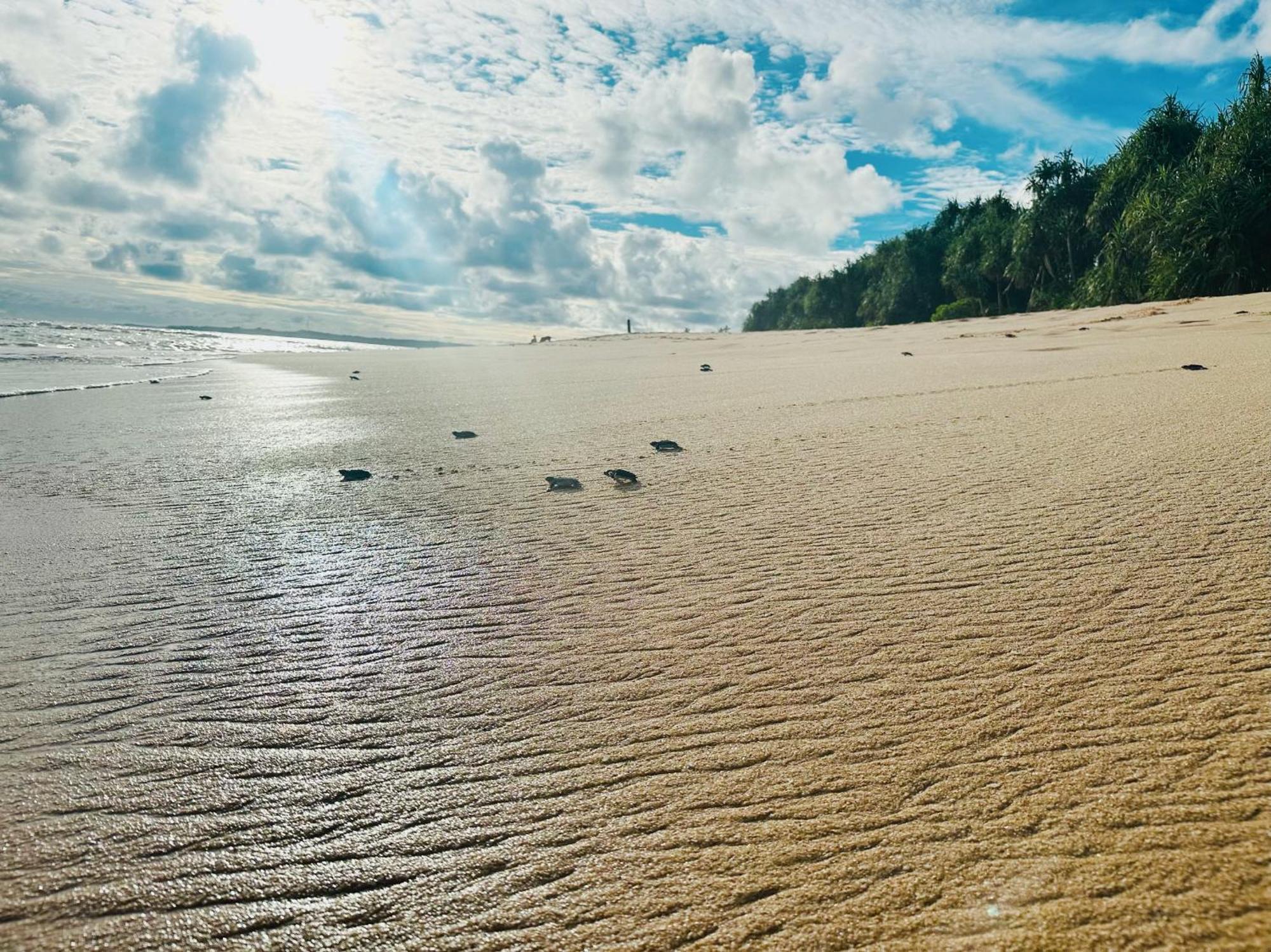 Shine Wave Turtle Beach Tangalle Kültér fotó